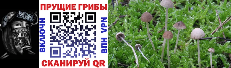 Псилоцибиновые грибы прущие грибы  Бородино 